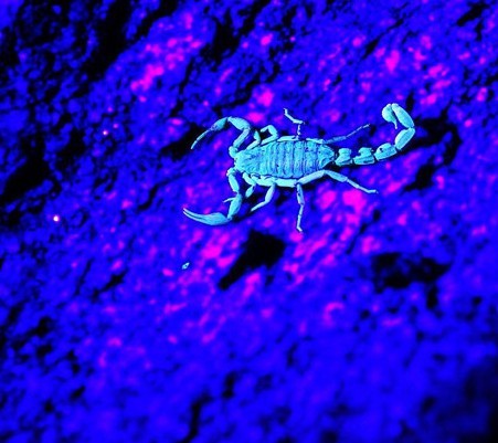 蝎子、蜘蛛在紫光灯下是怎样的？紫光灯下蝎子为什么有亮光？