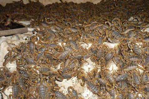 蝎子养殖网：蝎子养殖技术和前景分析