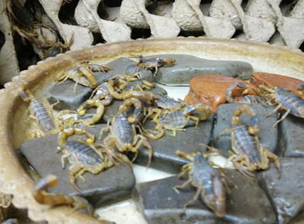 养殖蝎子对于蝎毒要如何提取和采集