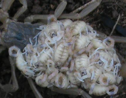 蝎子养殖网：蝎子主要吃什么呢？