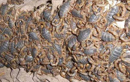 蝎子养殖技术要如何了解呢？