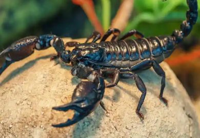 蝎子养殖：要如何养殖蝎子呢？