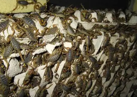 蝎子养殖经验环境会不会导致蝎子得病？