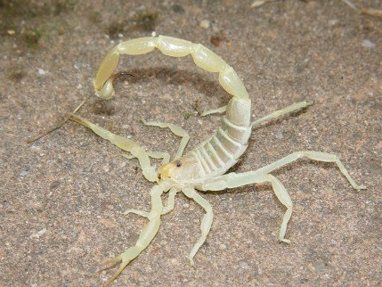 蝎子繁殖具体操作流程是怎样的？