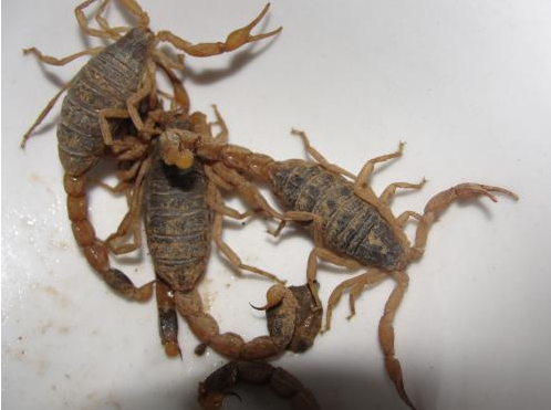 养殖蝎子蝎毒如何采集和提取