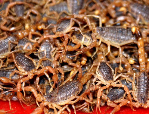 室内加温养蝎子多长时间能长大？