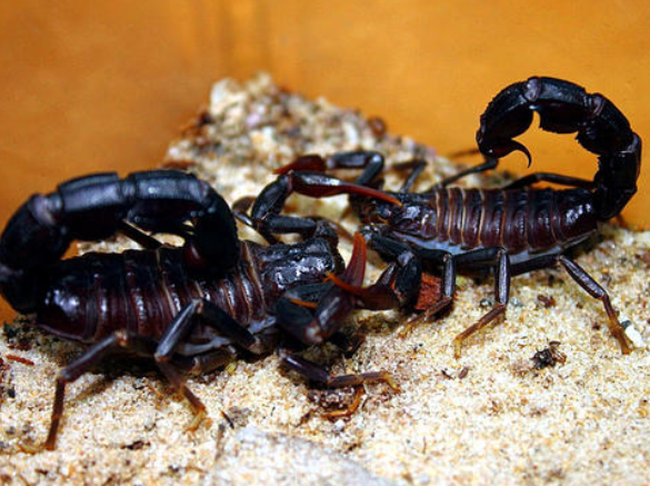 蝎子养殖人工刺激取毒法