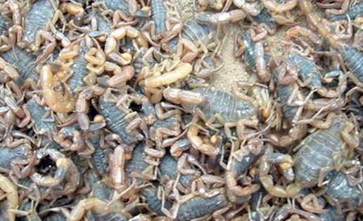 蝎子养殖技术：家庭饲养蝎子有什么方法？