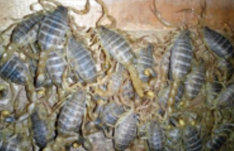 蝎子养殖技术：蝎子的常见病害你们知道吗？