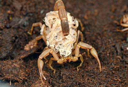 蝎子养殖网：蝎子的成活率应该要如何提高呢？