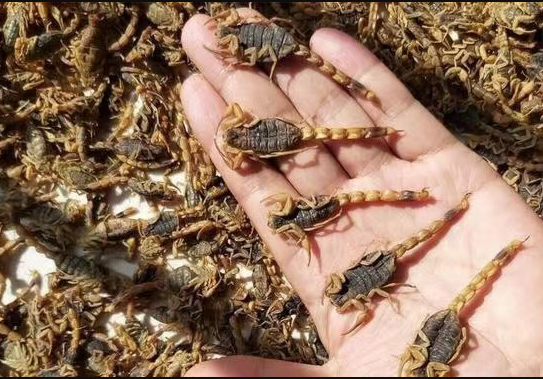 蝎子养殖：养殖蝎子会有怎样的发展前景呢？