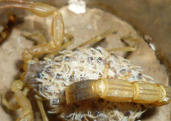 蝎子养殖网：成蝎分养雌雄的比例多少比较好