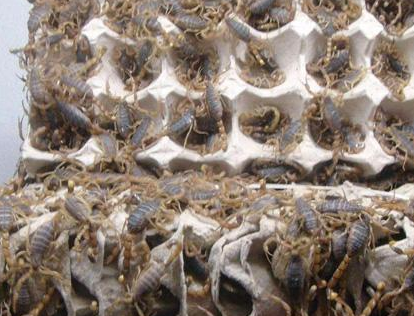 蝎子养殖网：夏季蝎子养殖技术你们了解吗？