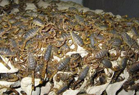 养殖蝎子和管理蝎子有什么养殖方法？