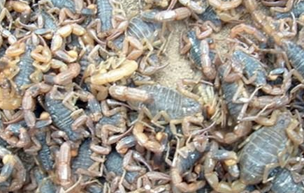 蝎子养殖：蝎子主要吃什么呢？
