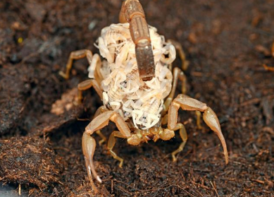 蝎子养殖有怎样的技术和效益呢？