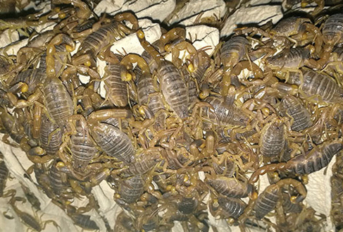 蝎子养殖的常见病害