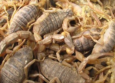 人工养殖蝎子有怎样的功效和作用？