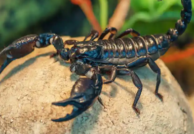 蝎子养殖种蝎的来源大家了解吗